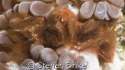 Never seen before? 
Orang Utan Crab by Steffen Binke 